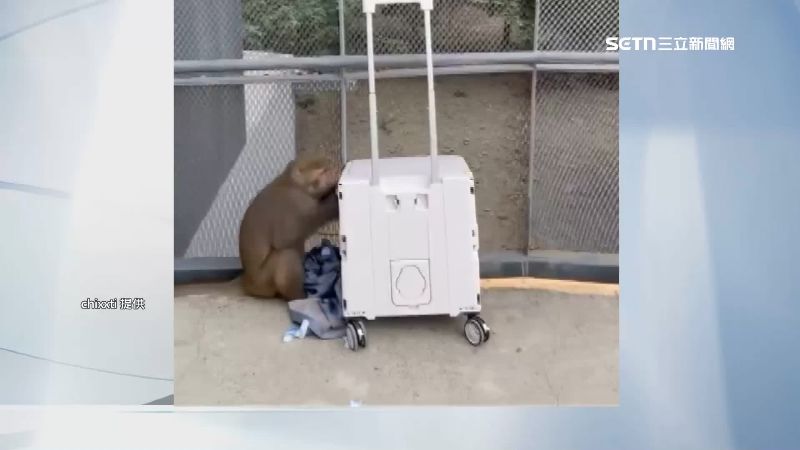推車是獼猴的目標之一。（圖／翻攝自Threads @chixxti）