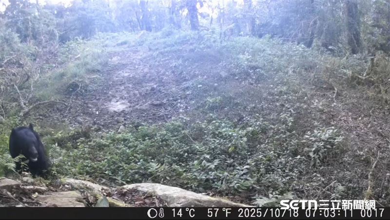 原來黑熊早就來探過路了！根據紅外線相機的監測紀錄，早在去（2025）年10月時，嘉義分署就已經拍到黑熊在周邊山域出沒的身影。而這張珍貴的畫面顯示，黑熊其實早在幾個月前就在附近活動，而近期入侵工寮的事件則進一步證明了牠的活動範圍正逐漸向部落周邊擴張。（圖／林業及自然保育署嘉義分署授權提供）