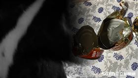 台灣黑熊出沒阿里山工寮開冰箱／林業及自然保育署嘉義分署授權提供