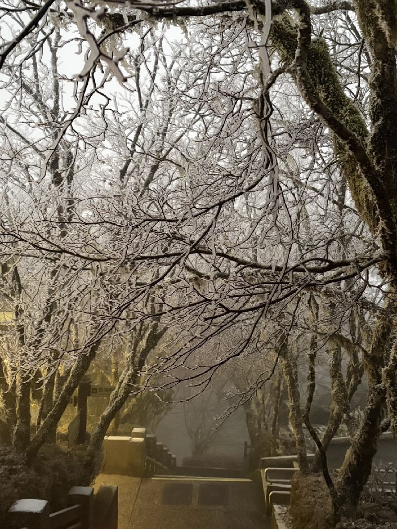 冷氣團發威　宜蘭太平山樹枝結滿霧淞受強烈大陸冷氣團影響，海拔1900多公尺的太平山國家森林遊樂區，3日清晨雖未達降雪條件，但山區樹枝結滿霧淞，迎來銀白美景。（林保署提供）