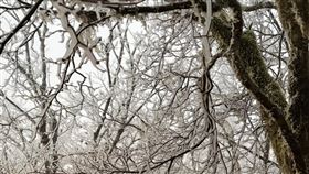 冷氣團發威　宜蘭太平山樹枝結滿霧淞受強烈大陸冷氣團影響，海拔1900多公尺的太平山國家森林遊樂區，3日清晨雖未達降雪條件，但山區樹枝結滿霧淞，迎來銀白美景。（林保署提供）中央社記者沈如峰宜蘭縣傳真 115年1月3日