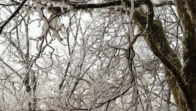 冷氣團發威!宜蘭太平山樹枝結滿霧淞超美