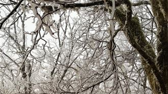 冷氣團發威！宜蘭太平山樹枝結滿霧淞超美