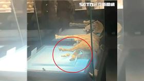 大陸博物館出包！千年唐代陶馬雙腿斷倒下（圖／翻攝微博）