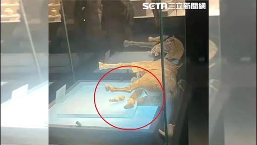 大陸博物館出包！千年唐代陶馬雙腿斷倒下