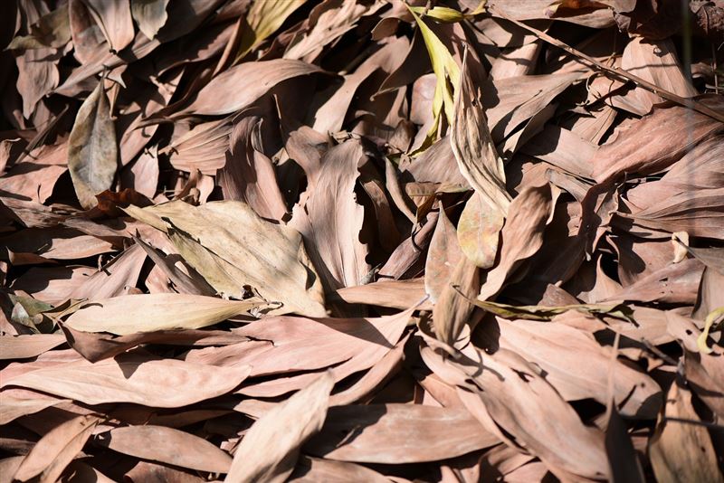 今年1月5日迎小寒。小孟老師提醒，切勿過度運動或掃落葉，否則易氣管收縮或做事失敗。（示意圖／PIXABAY）