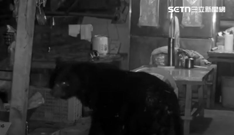 黑熊探頭探腦，一度望向監視器。（圖／翻攝畫面）