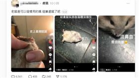 新北,網友,倉鼠,抖音,訂書針,自由落體,寵物,鞋帶,虐待動物,社群,網友。（圖／翻攝自Threads）（圖／翻攝抖音）