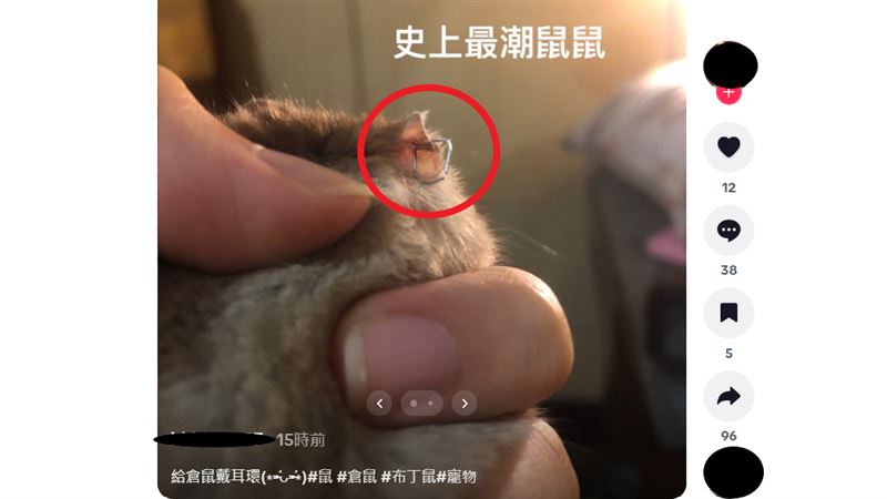 新北一名女網友涉嫌虐待寵物倉鼠，還用訂書針替牠「穿耳洞」，還寫下「史上最潮鼠鼠」。（圖／翻攝自抖音）