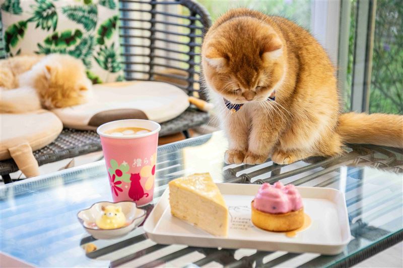 療癒感滿點的「萌寵下午茶」。貓奴可以選擇前往擼LALA Sweets，店內共有例曼赤肯、小步舞曲、英國長毛、英國短毛及米克斯等不同品種的可愛貓店長與客人互動，旅客邊品嚐甜點與飲品、一邊與貓咪近距離互動。（圖／飯店旅宿業者提供）