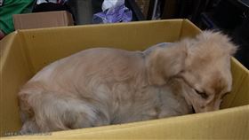 臘腸犬被單獨留置的住家，陽台欄杆縫隙大，有墜樓的風險。（圖／取自新北動保處）

臘腸犬抵達醫院時精神萎靡。（圖／取自新北動保處）

臘腸犬因為疼痛不斷哀嚎。（圖／取自新北動保處）

經過治療後，臘腸犬的情緒較為穩定。（圖／取自新北動保處）