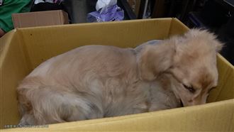 臘腸犬墜樓遭棄養　動保處重罰12.8萬