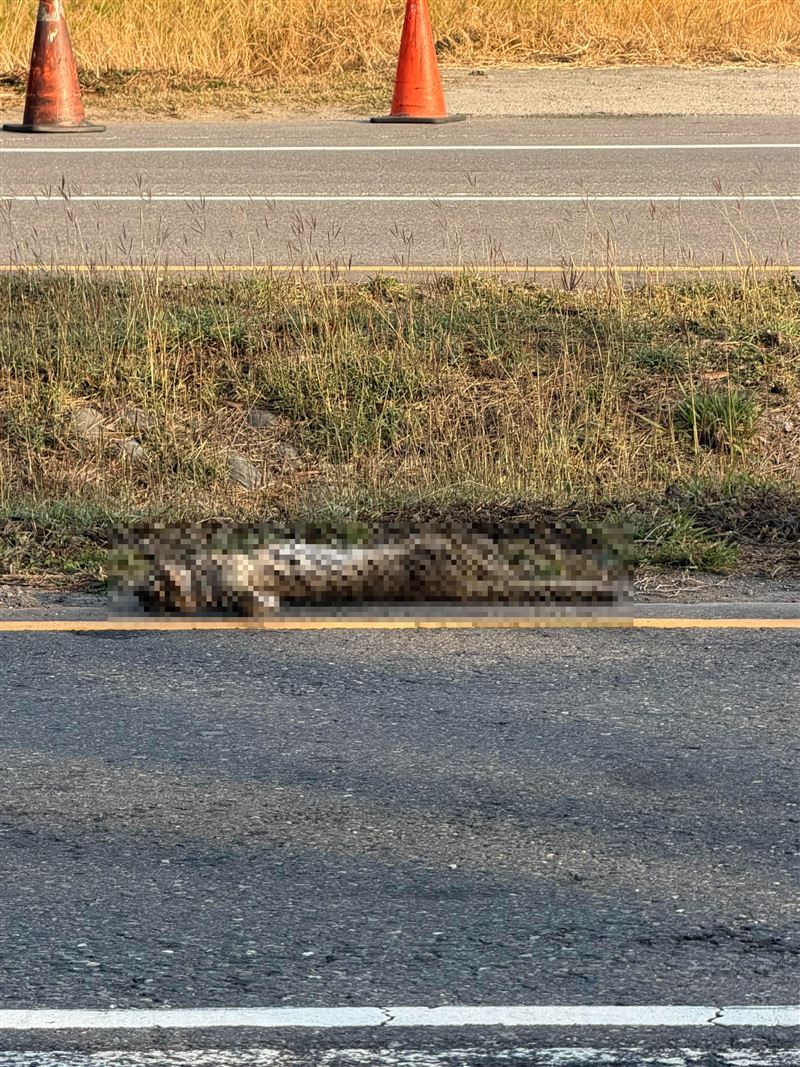 彰化和美驚見「成年母石虎」遭路殺爆眼慘死。（圖／翻攝自賴清美臉書）