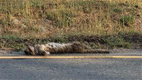 彰化和美驚見「成年母石虎」遭路殺爆眼慘死。（圖／翻攝自賴清美臉書）