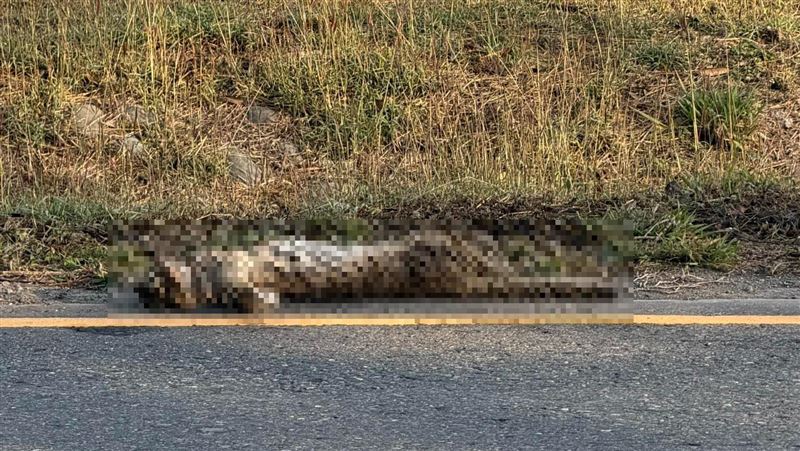 今年首例路殺!石虎詭現海線雙眼爆突吐血