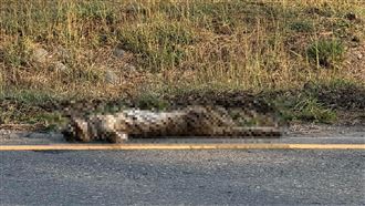 今年首例路殺！石虎詭現海線雙眼爆突吐血