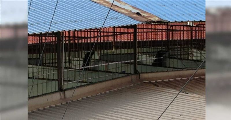 海獅、海豹宿舍位於舞台後方，每隻動物卻只能分到約2坪大的空間，對高智商的牠們來說宛如酷刑。（圖／讀者提供）