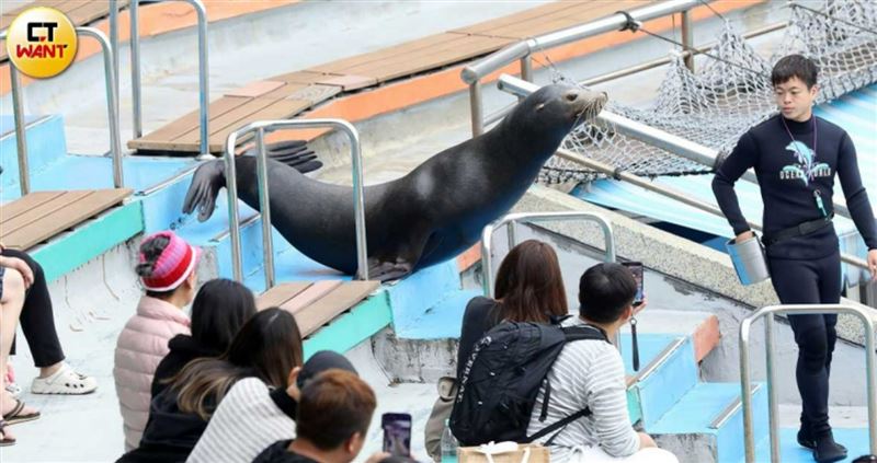 野柳海洋世界海獅和海豹每年需表演上千場，還得近距離與遊客互動，做出許多違背天性的舉動。（圖／方萬民攝）