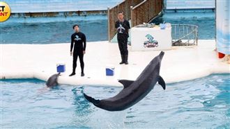 野柳海洋世界又違法繁殖　海豚早夭率五成