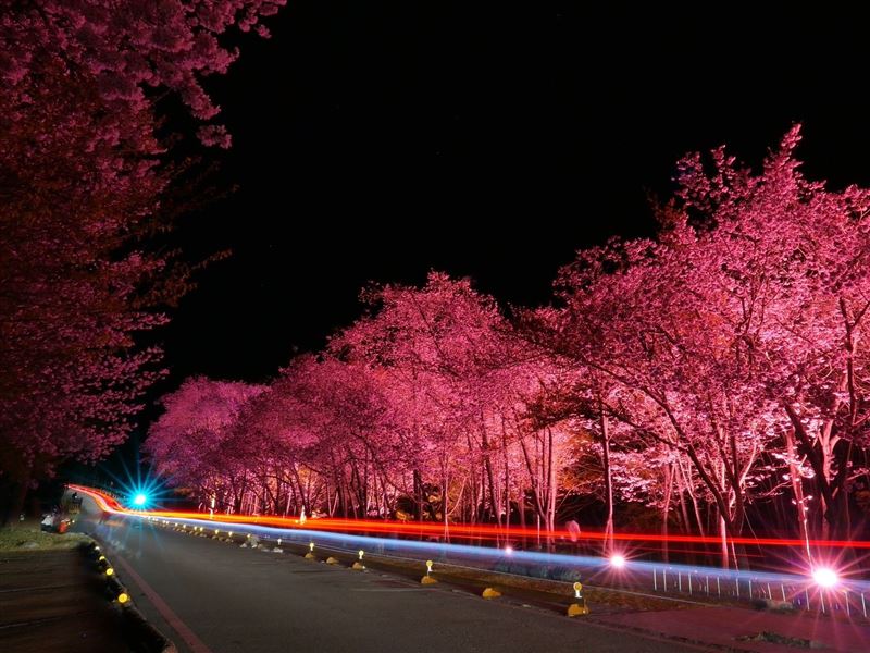 武嶺櫻花季。（圖／公路局提供）