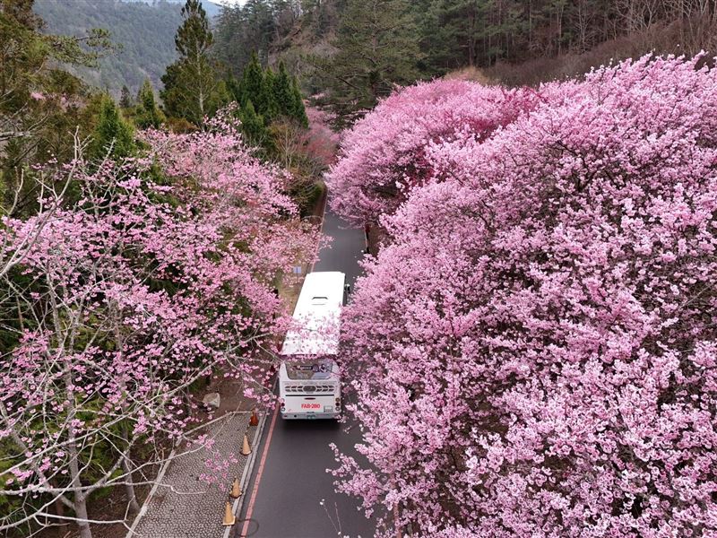 武嶺櫻花季。（圖／公路局提供）