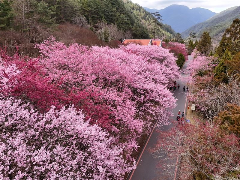 武嶺櫻花季。（圖／公路局提供）