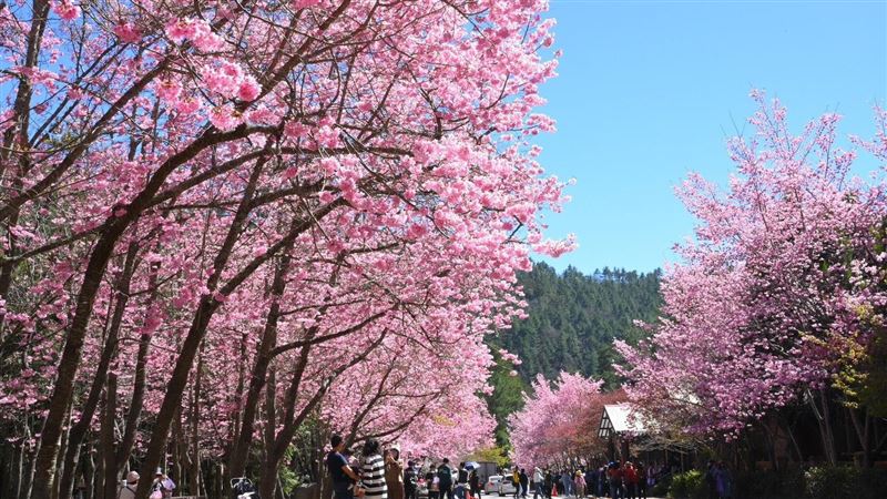 武嶺櫻花季。（圖／公路局提供）