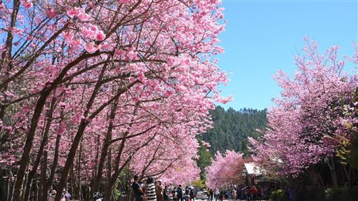 武陵櫻花季2/13登場　專車1/7中午開賣