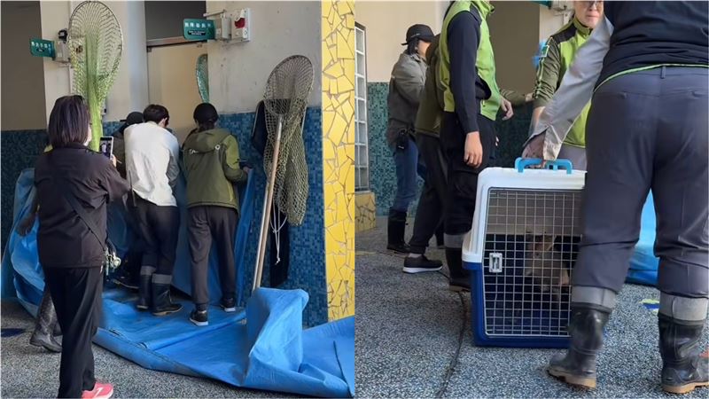 工作人員合力捕捉「野生山羌」。（圖／網友@liao__zhen提供）