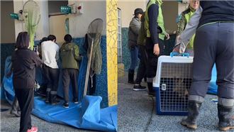 獨／野生山羌闖動物園！每月3-4隻闖市區