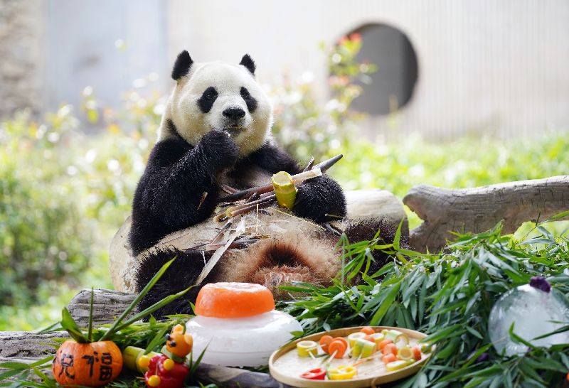 韓媒報導，韓中環境部門首長6日在北京會面，就中方向韓方租借大貓熊的方案展開討論，並商定「進一步深化合作」。圖為2025年7月17日，韓國出生的大貓熊福寶在中國大貓熊保護研究中心臥龍神樹坪的生日季活動。（圖／中新社提供）