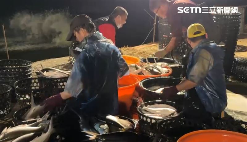 養殖業者李堂銘解釋這很常見,主因是魚在水中被電死後,立刻冷凍,神經沒有放鬆,曝曬太陽回溫,才會出現顫抖。(圖/翻攝畫面)