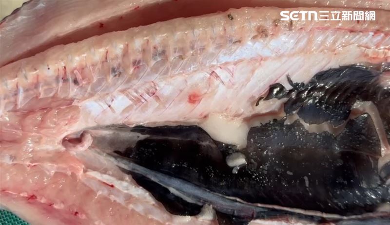 里長說,要翻面時,竟然發現死魚還在跳動,「肉像彈鋼琴一樣,一直抖顫」,立刻鬆手原地嚇傻。(圖/翻攝畫面)