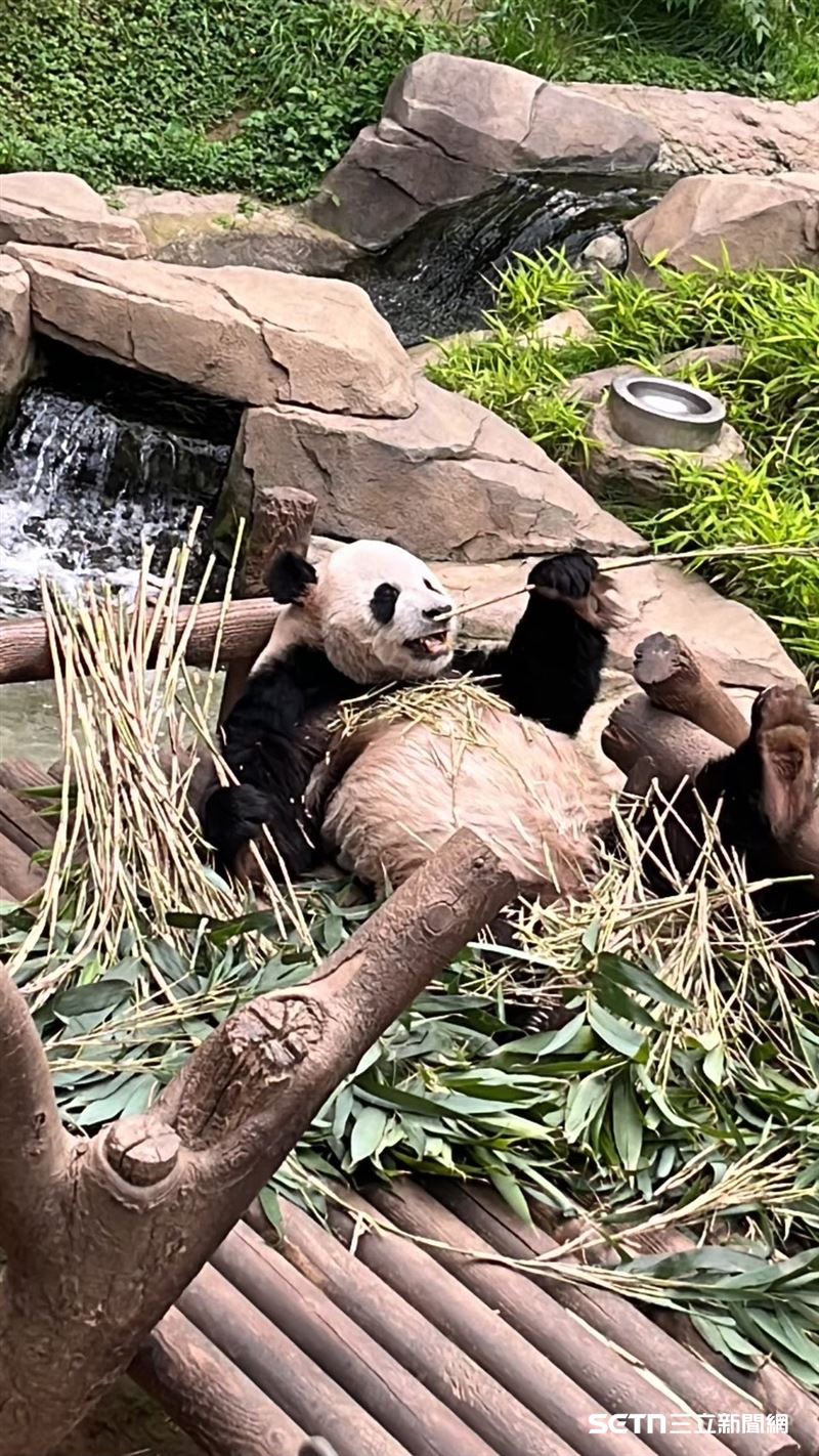 樂寶躺著吃竹子。（圖／資料照）