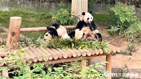 愛寶樂園,熊貓,樂寶,愛寶,睿寶,輝寶。（圖／資料照）