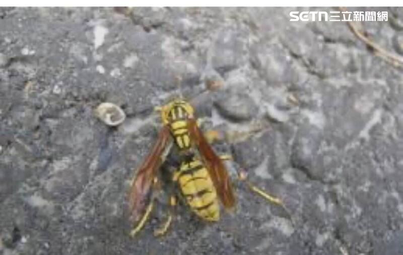 消防隊員據胡男家屬轉述，研判一家人應是遭虎頭蜂攻擊。（圖／翻攝畫面）