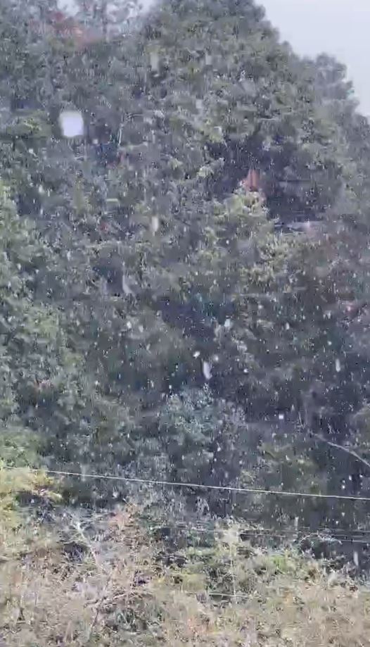 阿里山氣象站今上午8時55分下雪了。（圖／氣象署提供）