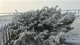 玉山出現霧淞景象。（圖／氣象署提供）