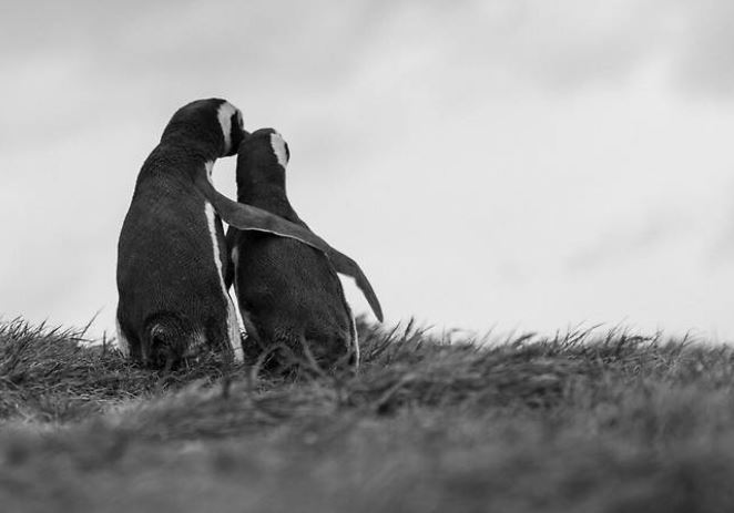 李在明將自己和金正恩比作一對親暱的企鵝：「波在明」與「波正恩」。（圖／翻攝自李在明X）