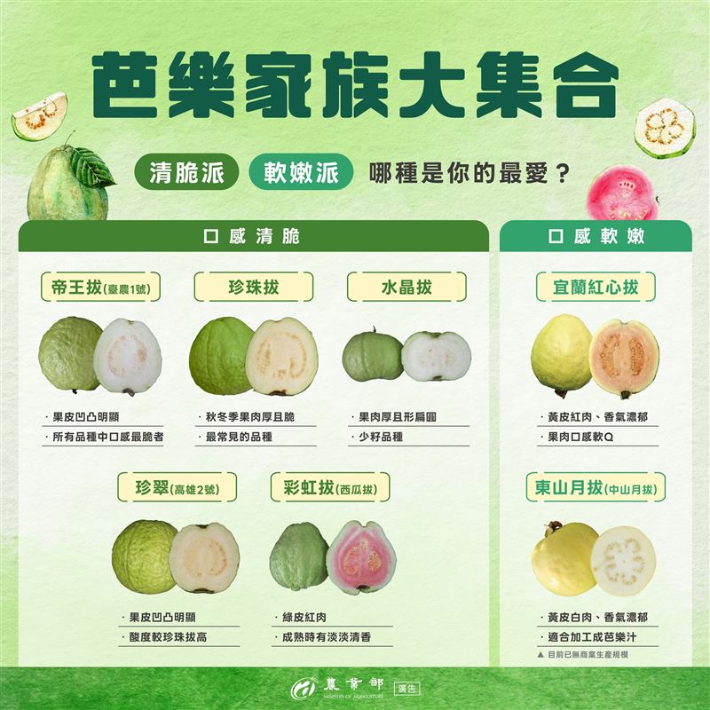 芭樂種類繁多,依口感大致分為清脆派與軟嫩派。(圖/取自農業部臉書)