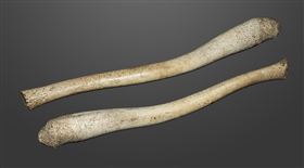 紐澤西州，餐廳「鎮店之寶」，海象陰莖骨失竊，老闆崩潰急尋珍藏品，物歸原主（圖／翻攝自維基百科）