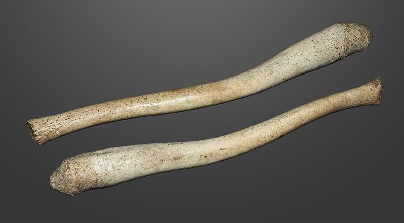 珍藏多年的海象陰莖骨,突然被客人偷走,老闆心急如焚。(圖/翻攝自維基百科)