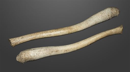 「鎮店之寶」陰莖骨失竊　老闆崩潰協尋