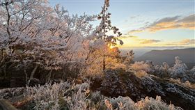 冷氣團發威　宜蘭太平山清晨呈現霧淞日出美景受強烈大陸冷氣團及輻射冷卻影響，海拔1900多公尺的太平山國家森林遊樂區9日清晨雖未下雪，但山區樹梢結滿霧淞，加上日出時陽光灑落，成一片銀白與金黃美景。（農業部林業及自然保育署宜蘭分署提供）中央社記者沈如峰宜蘭縣傳真　115年1月9日