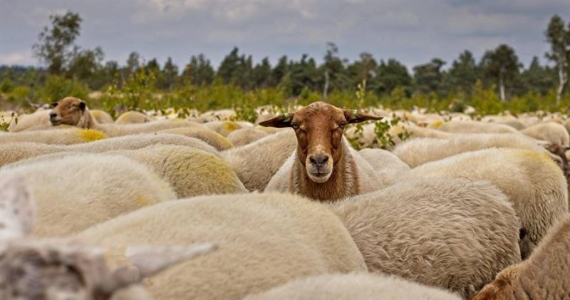 羊群大舉入侵Penny超市收銀台,畫面曝光後引發網友熱議。(圖/Pixabay)