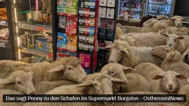 50隻「神祕客」衝超市!店員傻:很有秩序