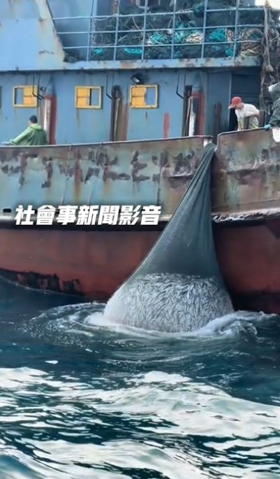 苗栗漁民在通霄外海直擊中國籍鐵殼船,囂張越界捕魚。(圖/翻攝自社會事新聞影音)