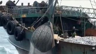 通霄外海驚見陸鐵殼船捕撈　漁民直擊怒吼