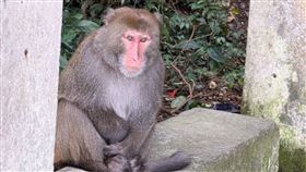 陽明山小油坑 台灣獼猴（圖／記者許雅惠攝影）