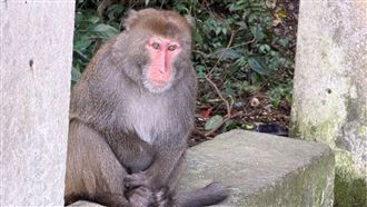 猴媽攜仔「突襲售票口」呆萌畫面爆紅！